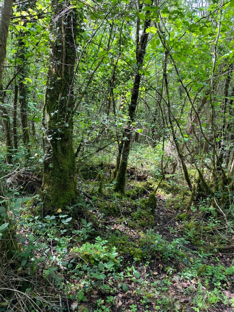 Killykeen Forest Park