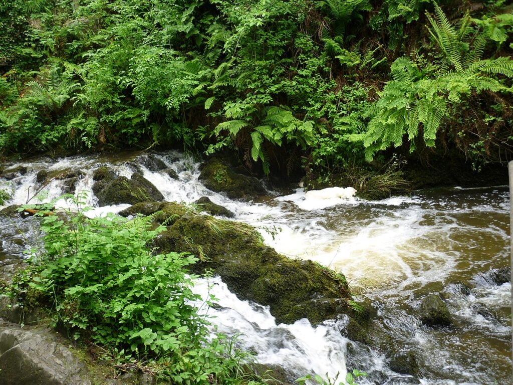 The_Cabra_River_valley_Dun_na_Ri_Forest_Park